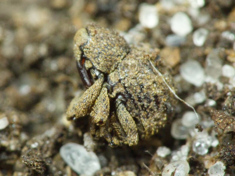 Acalles (Acalles) echinatus (Germar, 1824)